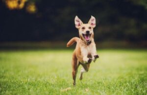 dog gut health